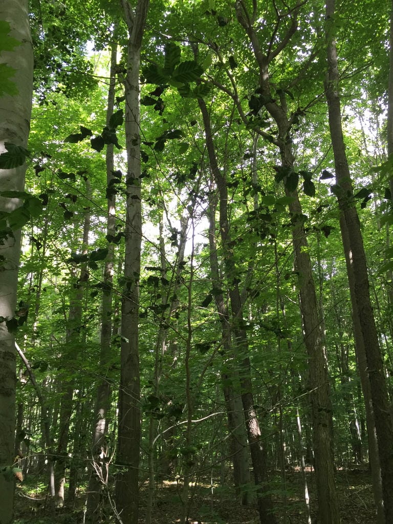 160608 Beech Sappling, Dark Strip Leaves at Top