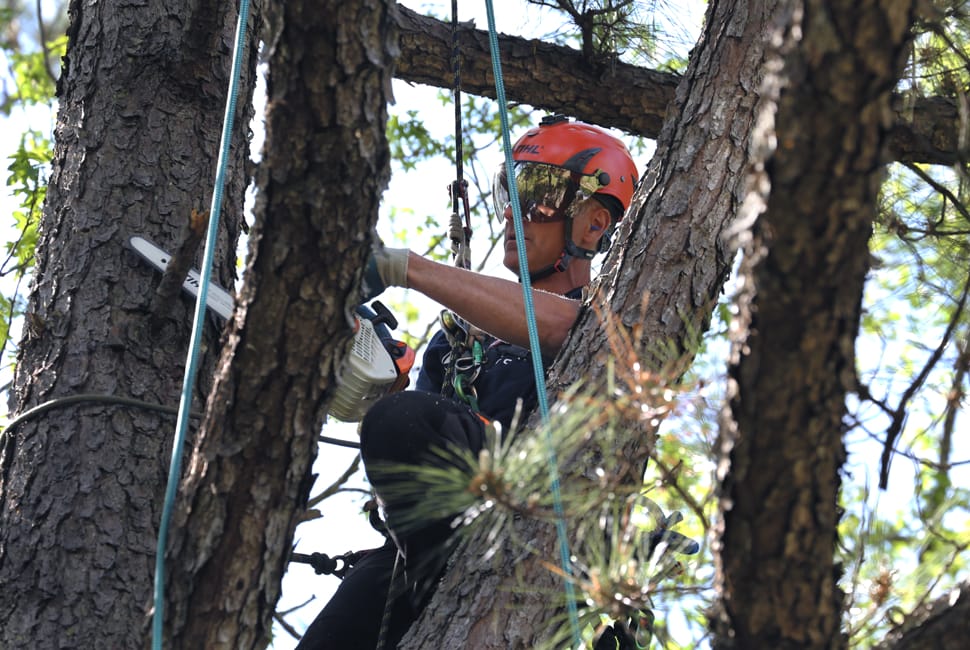 trim-tree-gear-patrol-2